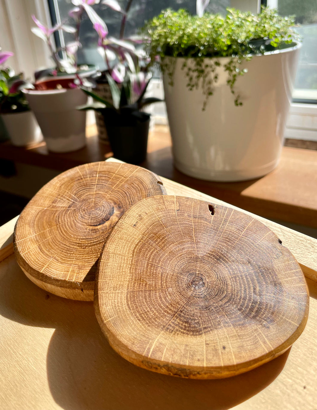 White oak coasters (set of 2)