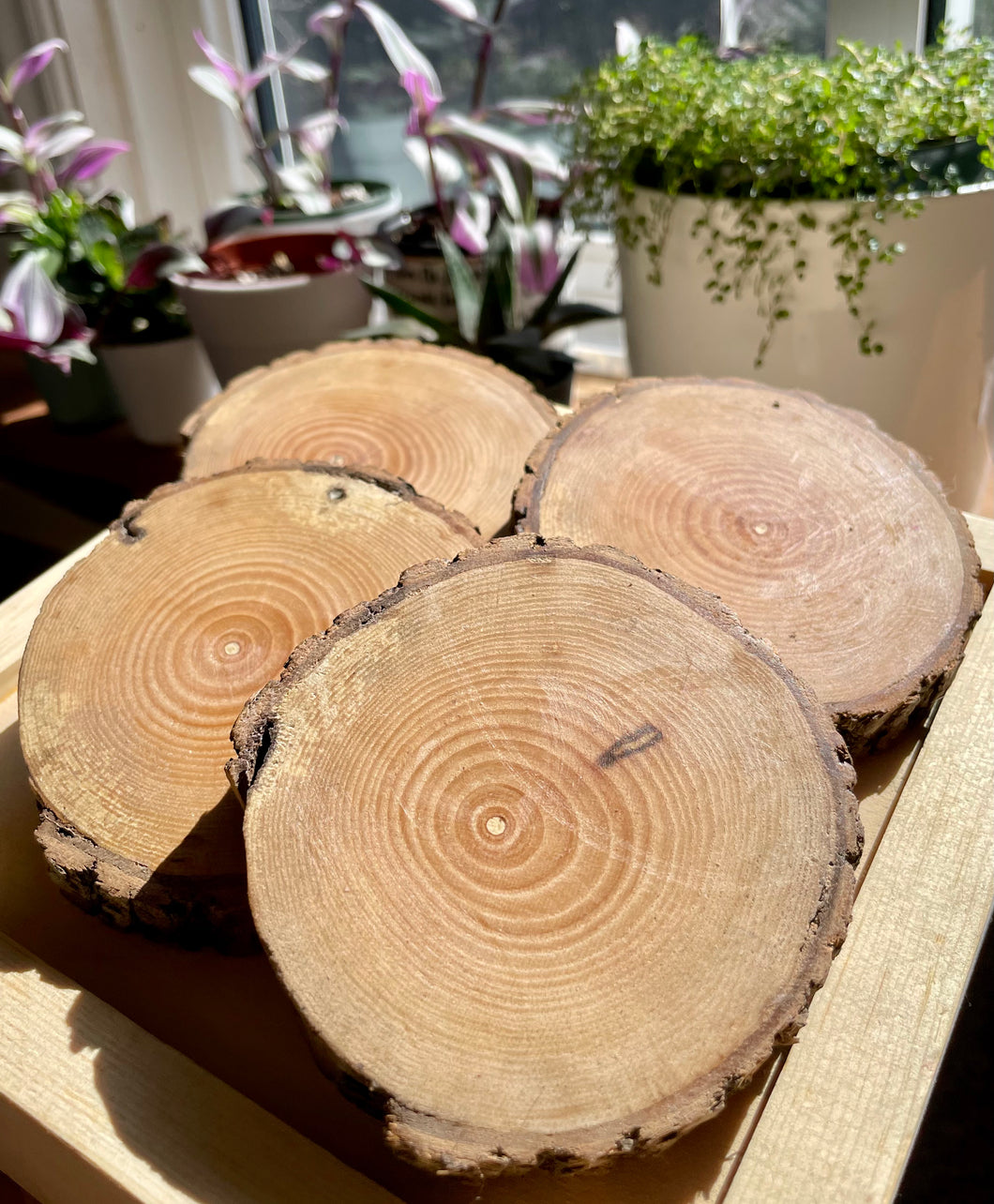 Maple coasters (set of 4)